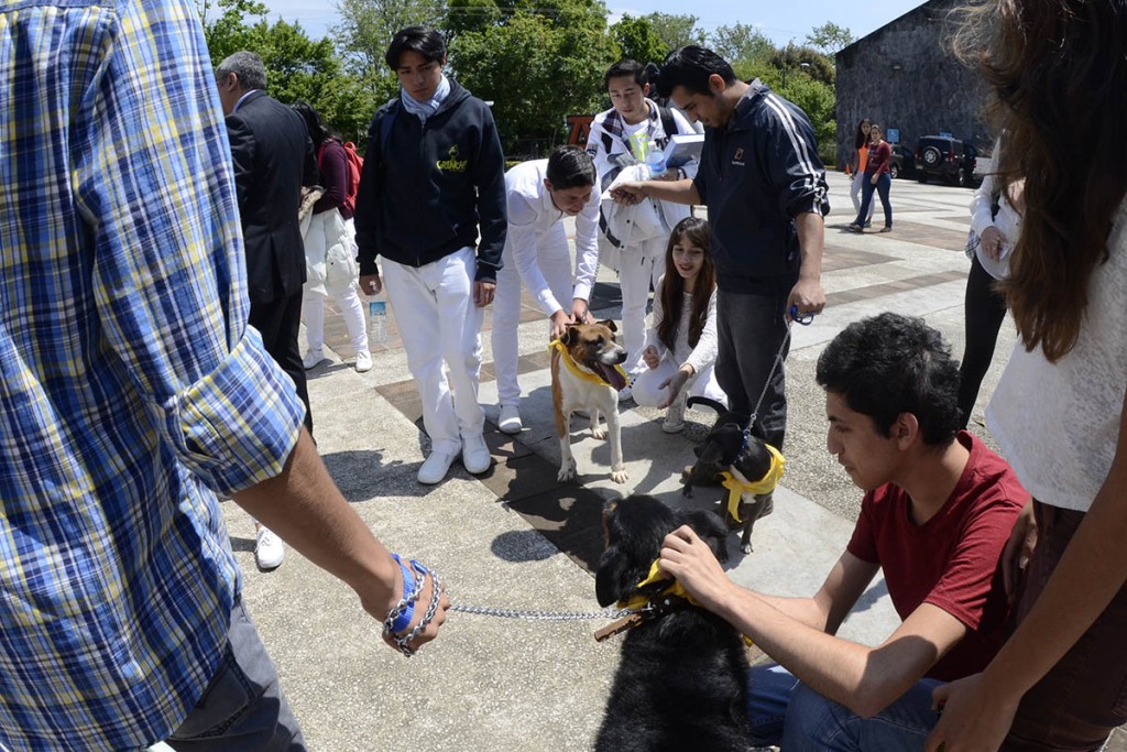 amigos-de-los-animales_02